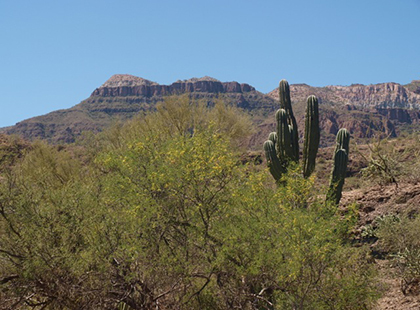 patrimonio